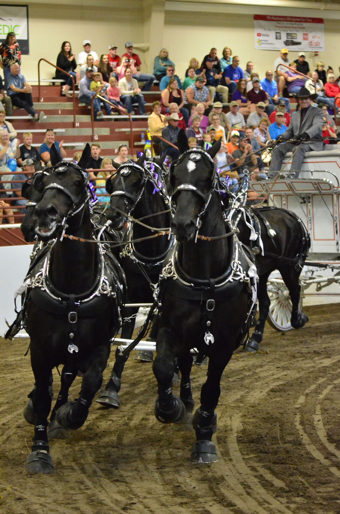 8-25-19 Draft Horse Hitch Final (84).JPG